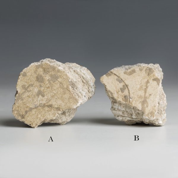 Plaster Fragments from Pompeii