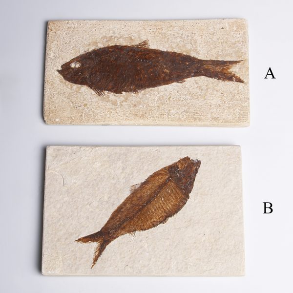 Knightia Fish Fossils