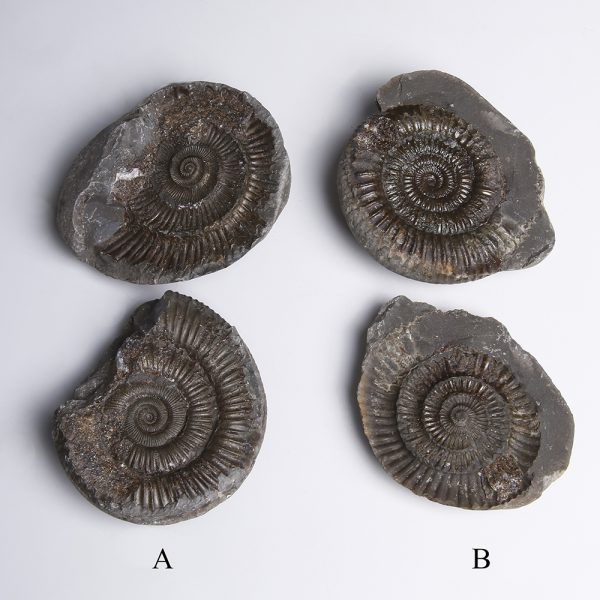St Hilda's Serpent Ammonites