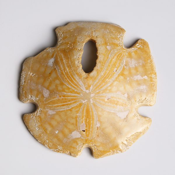 Sand Dollar from the Miocene Period