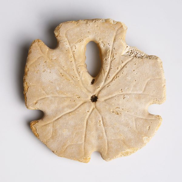 Sand Dollar from the Miocene Period