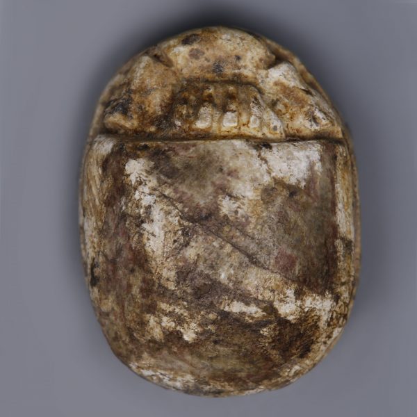 Steatite Egyptian Scarab with Royal Cartouche