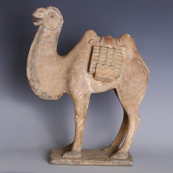 Chinese Tang Dynasty Terracotta Camel