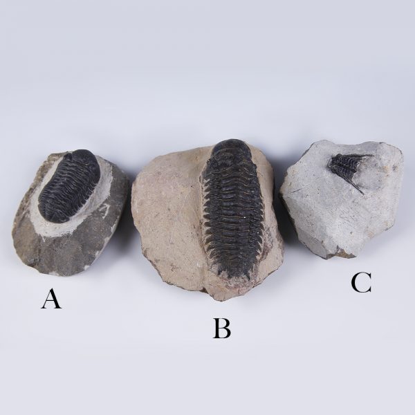 Selection of Phacops Trilobites