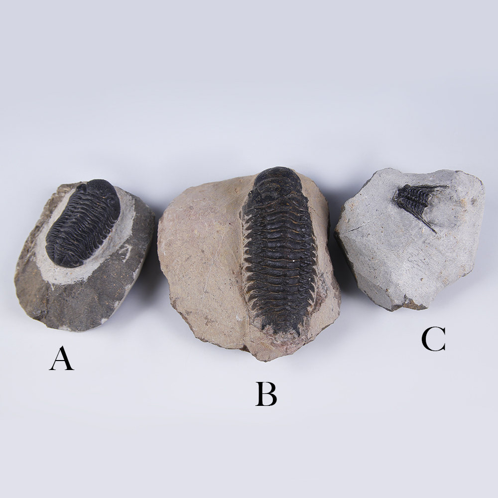 Selection of Phacops Trilobites Selection of Phacops Trilobites