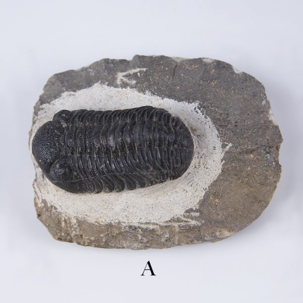 selection of phacops trilobites a