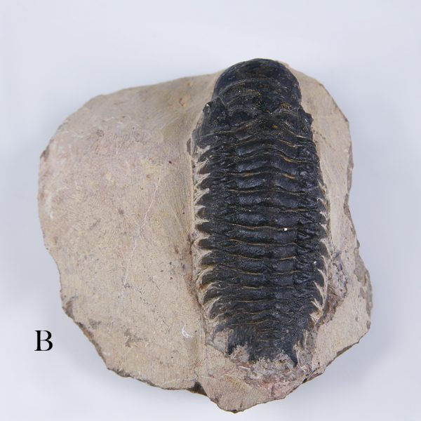 selection of phacops trilobites b