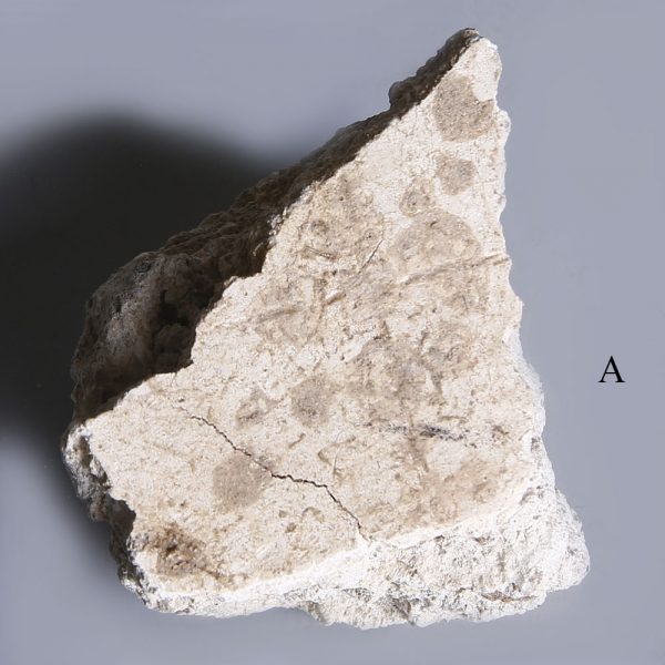 Pompeian plaster fragments a