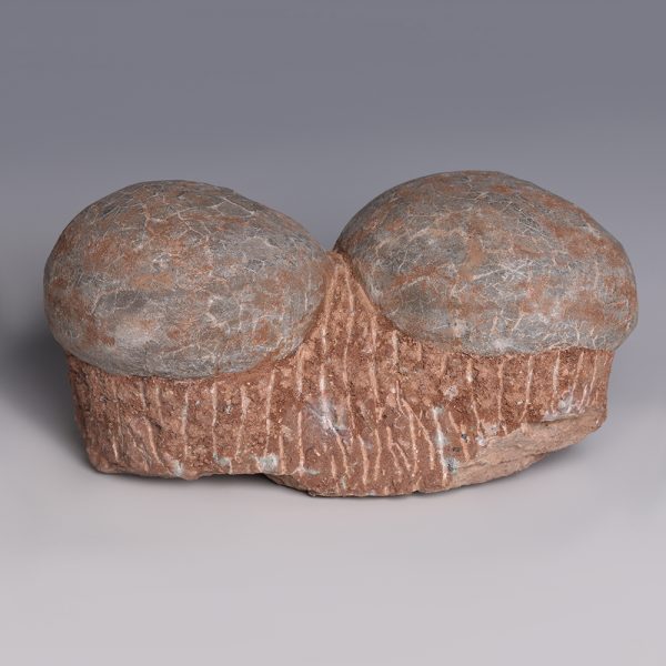 Pair of Fossilised Dendrolithus Hadrosaur Dinosaur Eggs