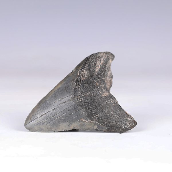 Large Megalodon Tooth Fossil
