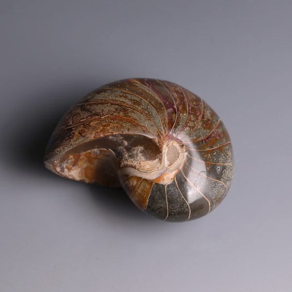 Polished Nautilus Fossil