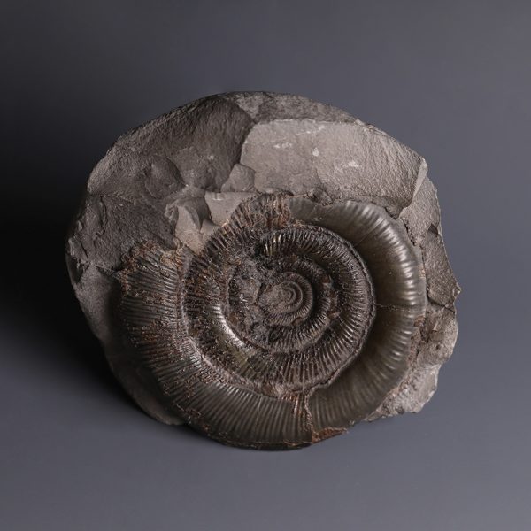 Ammonite Fossil in Stone