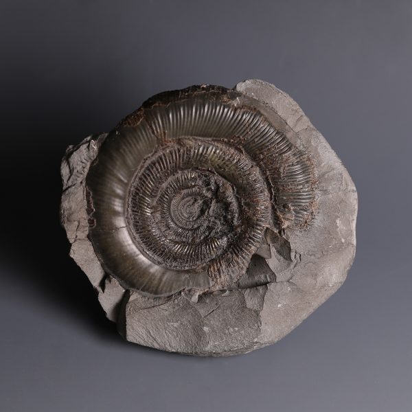 Ammonite Fossil in Stone