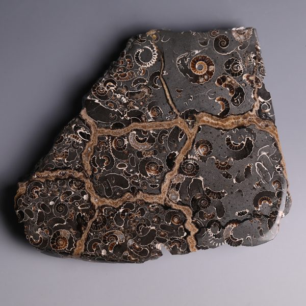 Cretaceous Ammonite Cluster