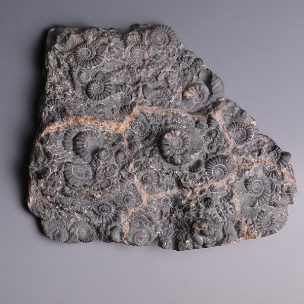 Cretaceous Ammonite Cluster
