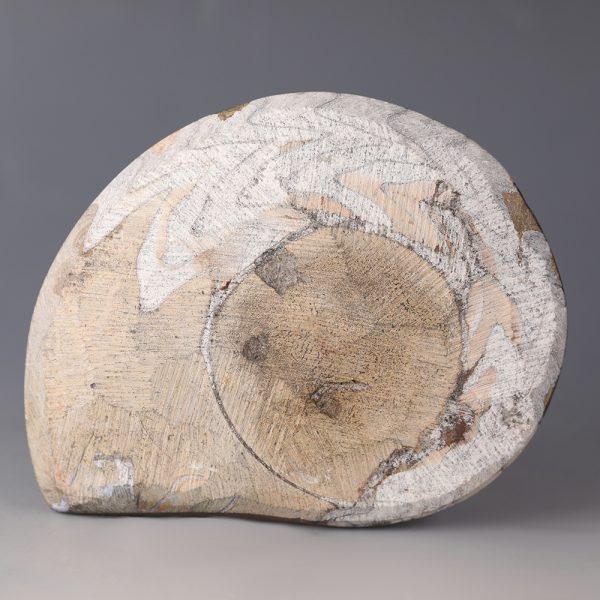 Fossilised Goniatite Ammonite