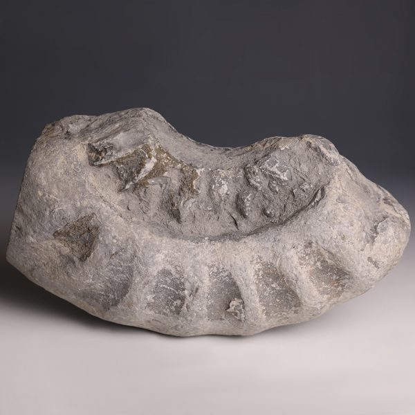 Large Ammonite Fragment