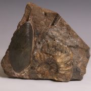 Bivalve and Ammonite Fossil Fragment