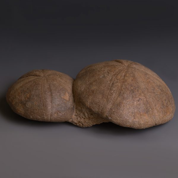 Pair of Echinoid Fossils