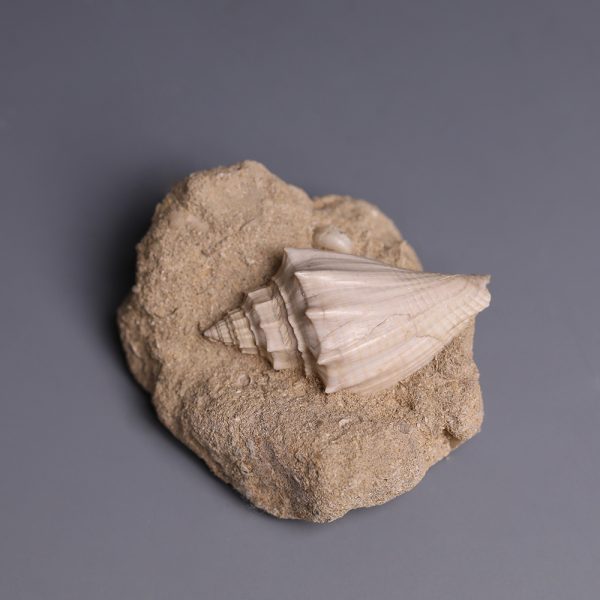 Fossilised Athleta Spinosa Shell