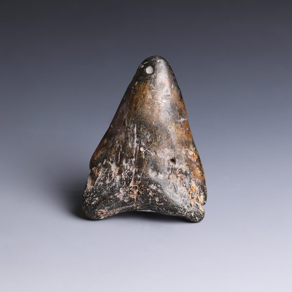Fossilised Shark Tooth