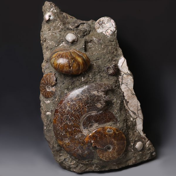 Block of Ammonites, Nautiloids and Fossilised Shells