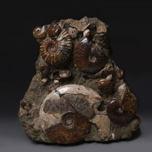 Block of Ammonites and Fossilised Shells