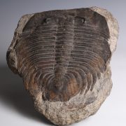 Large Lichida Trilobite Fossil