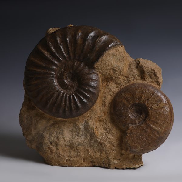 Pair of Fossilised Ammonites