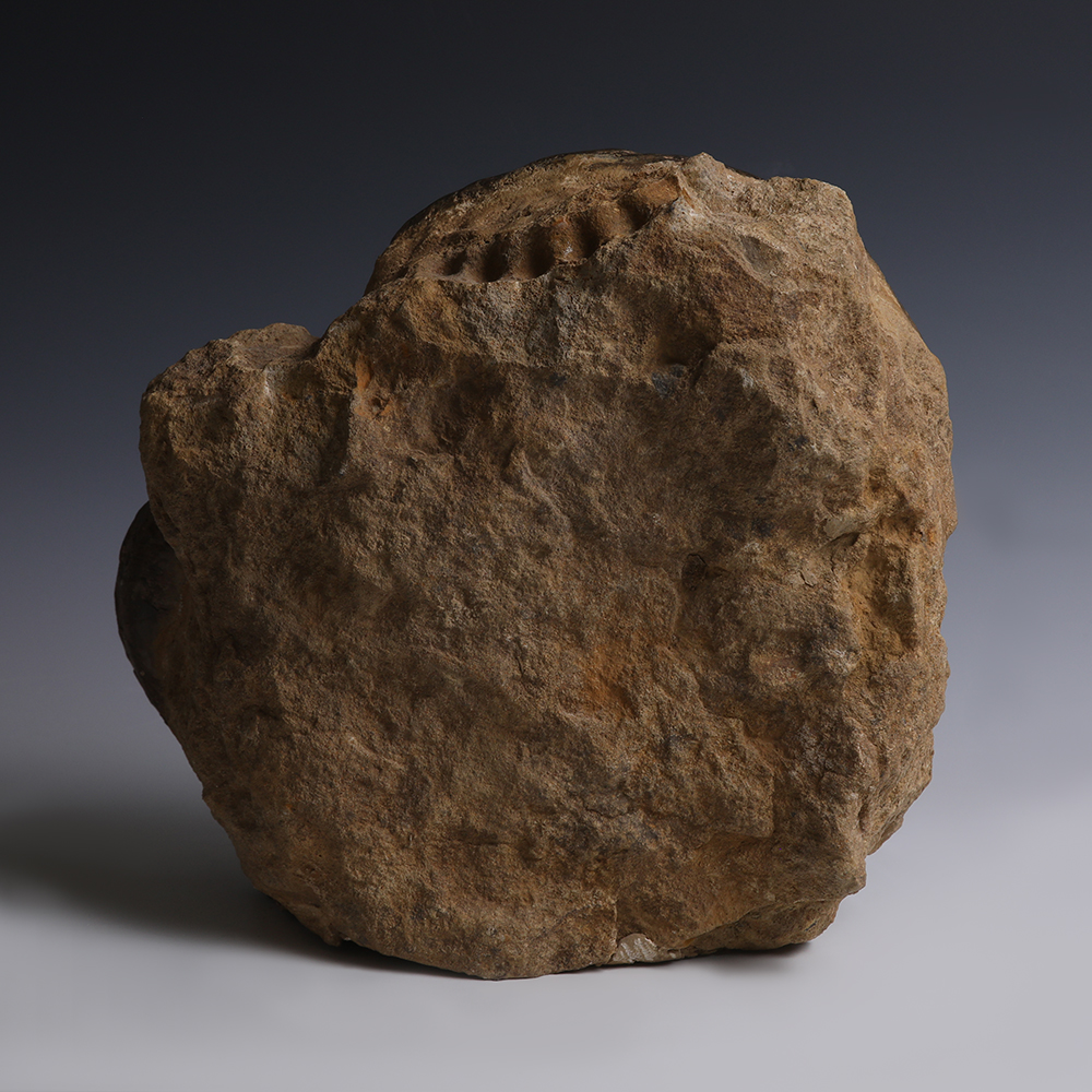 Pair of Fossilised Ammonites Pair of Fossilised Ammonites