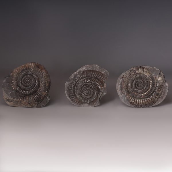 Selection of Ammonite Fossils in Stone