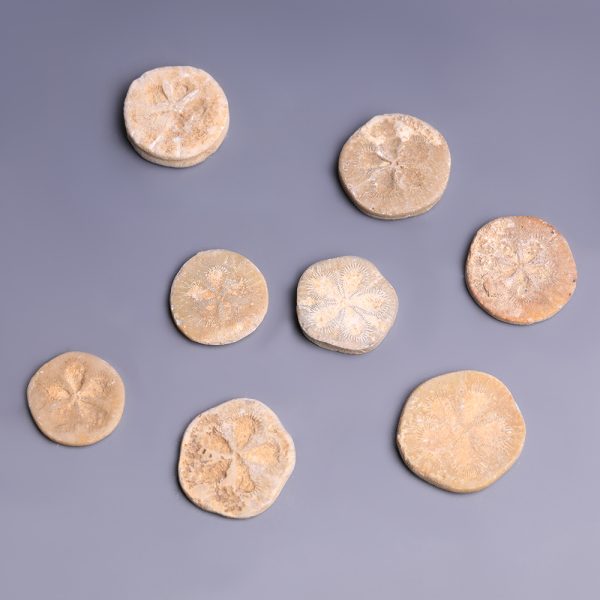 Selection of Ancient Egyptian Steatite Floral Inlay Discs