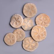 Selection of Ancient Egyptian Steatite Floral Inlay Discs