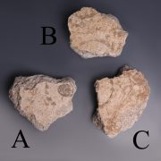 Selection of Plaster Fragments from Pompeii